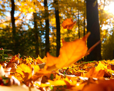 A leaf falling to the ground in a fall landscape