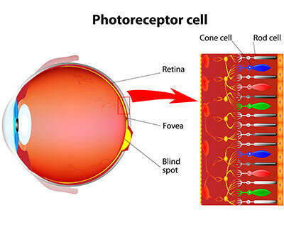 Rod and cones, the photoreceptor cells of the retina