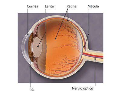 retina degenerativa