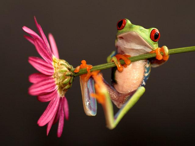 flower-tree-frog_si.jpg