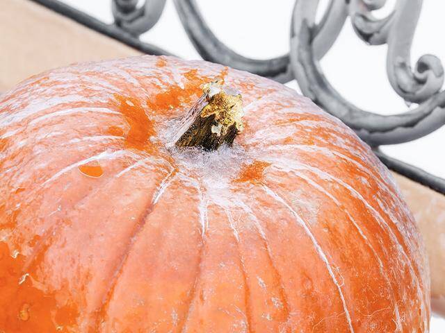 a pumpkin with frost on it