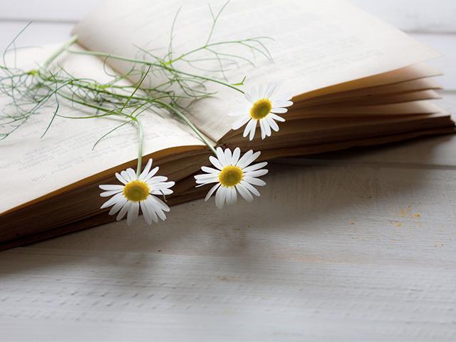 daisy flowers laying across a book