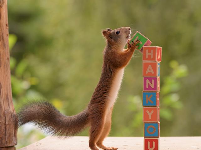 Engineer Builds Backyard Squirrel Obstacle Course, Video Goes Viral: A  Psalm That Leads to &#39;Unhurried Serenity and Peace and Power&#39; | CBN.com