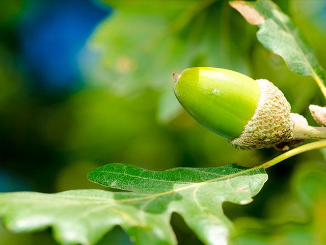 tree-acorn