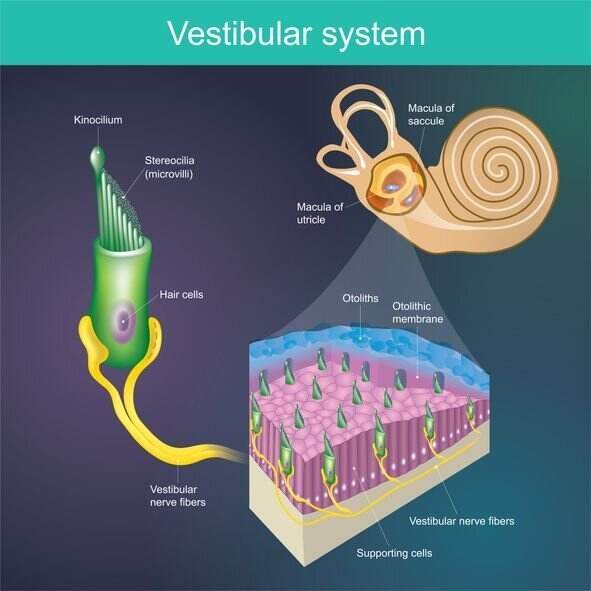 Utricule Macula Utriculi