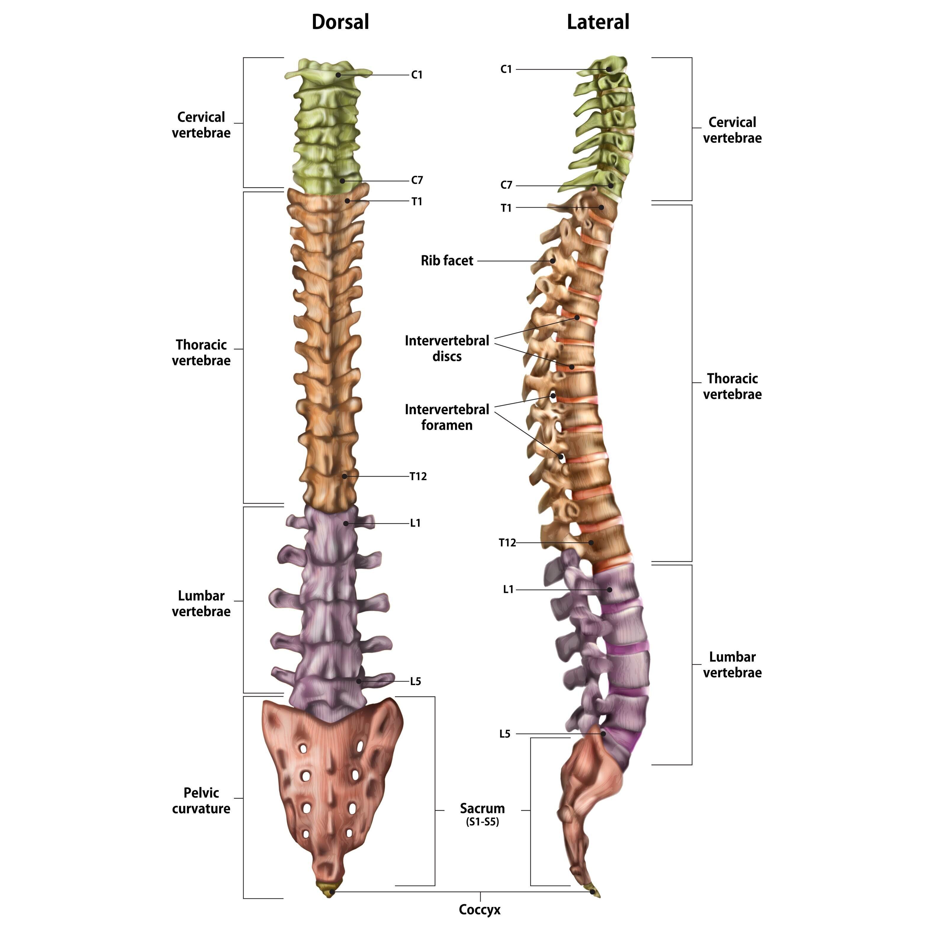 human body bones back