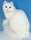 The American Curl Cat Breed