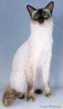 The Balinese Cat Breed