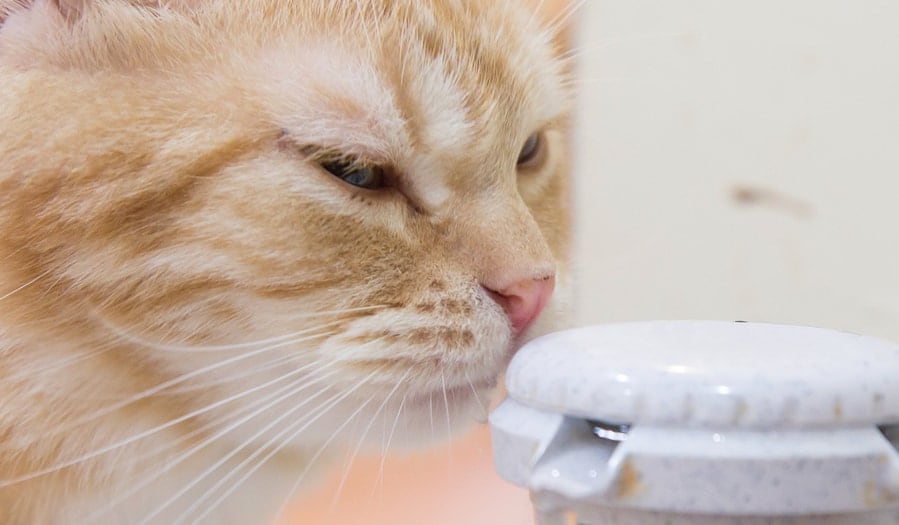 55++ Cat drinking a lot of water after tooth extraction cat pics, cats, cute cats