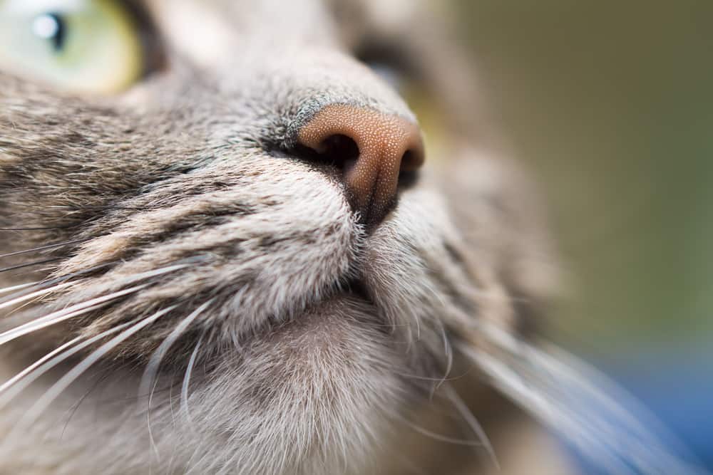 close up of gray cats nose SW