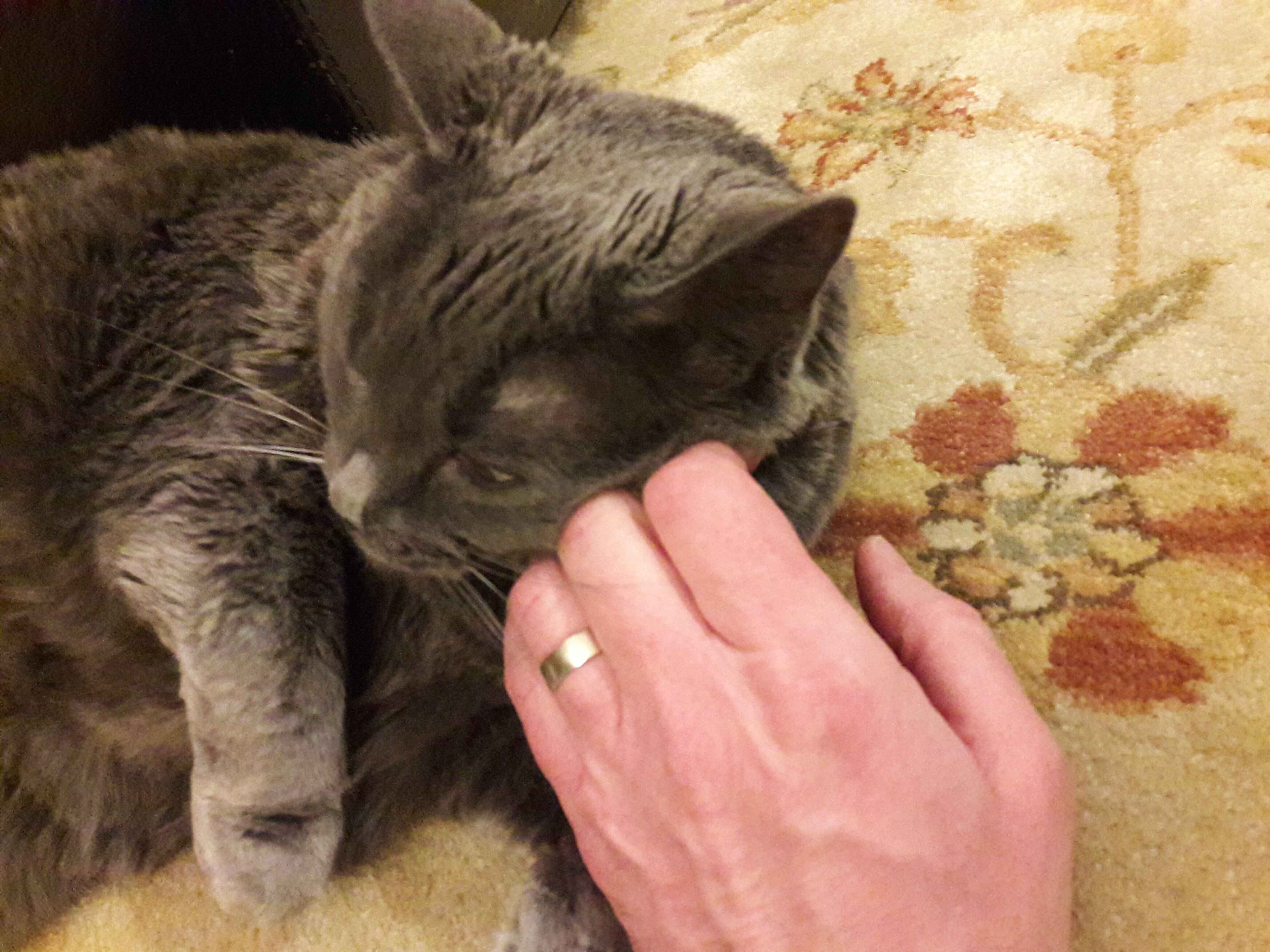 man petting russian blue cat