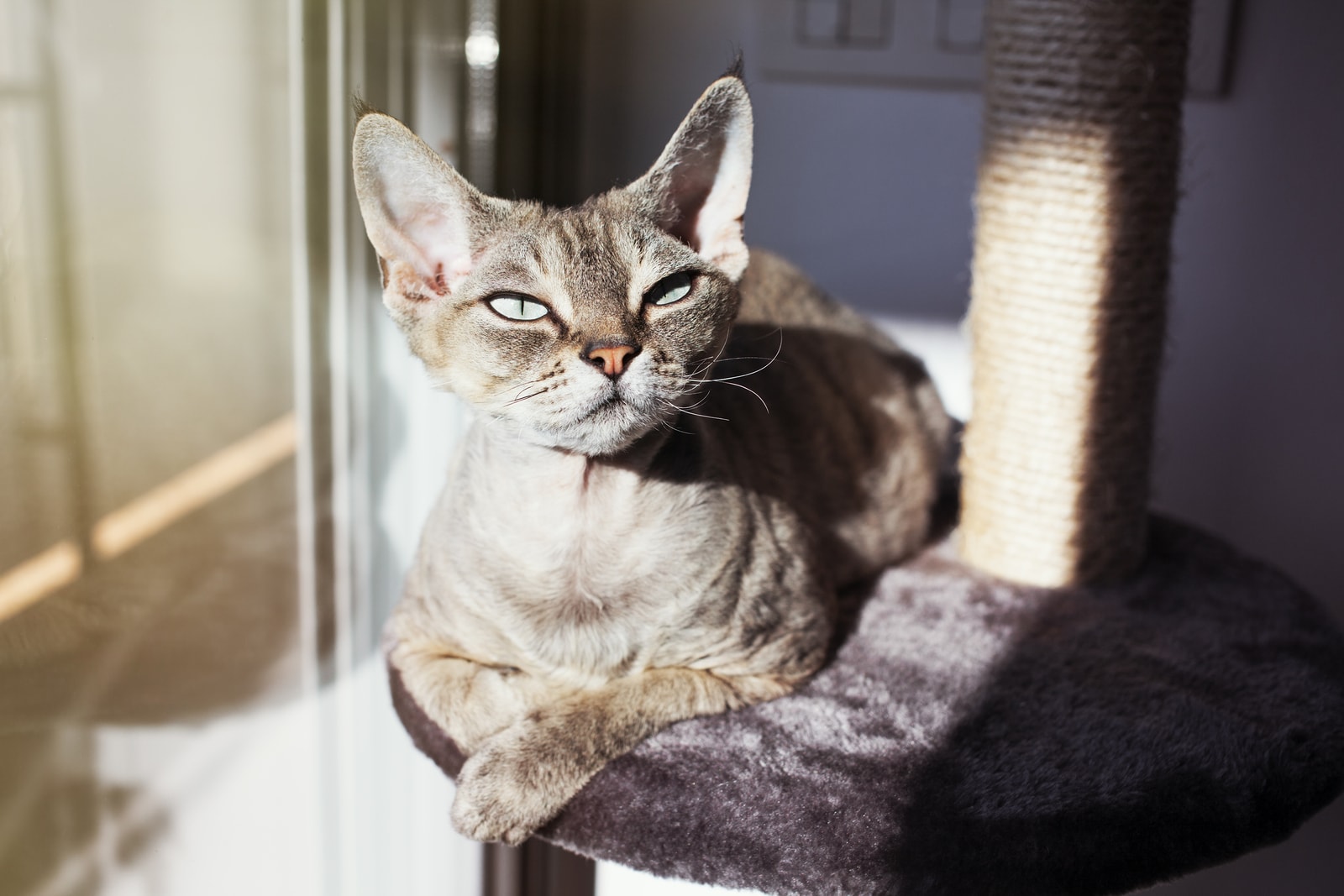 cat sun bathing on scratcher