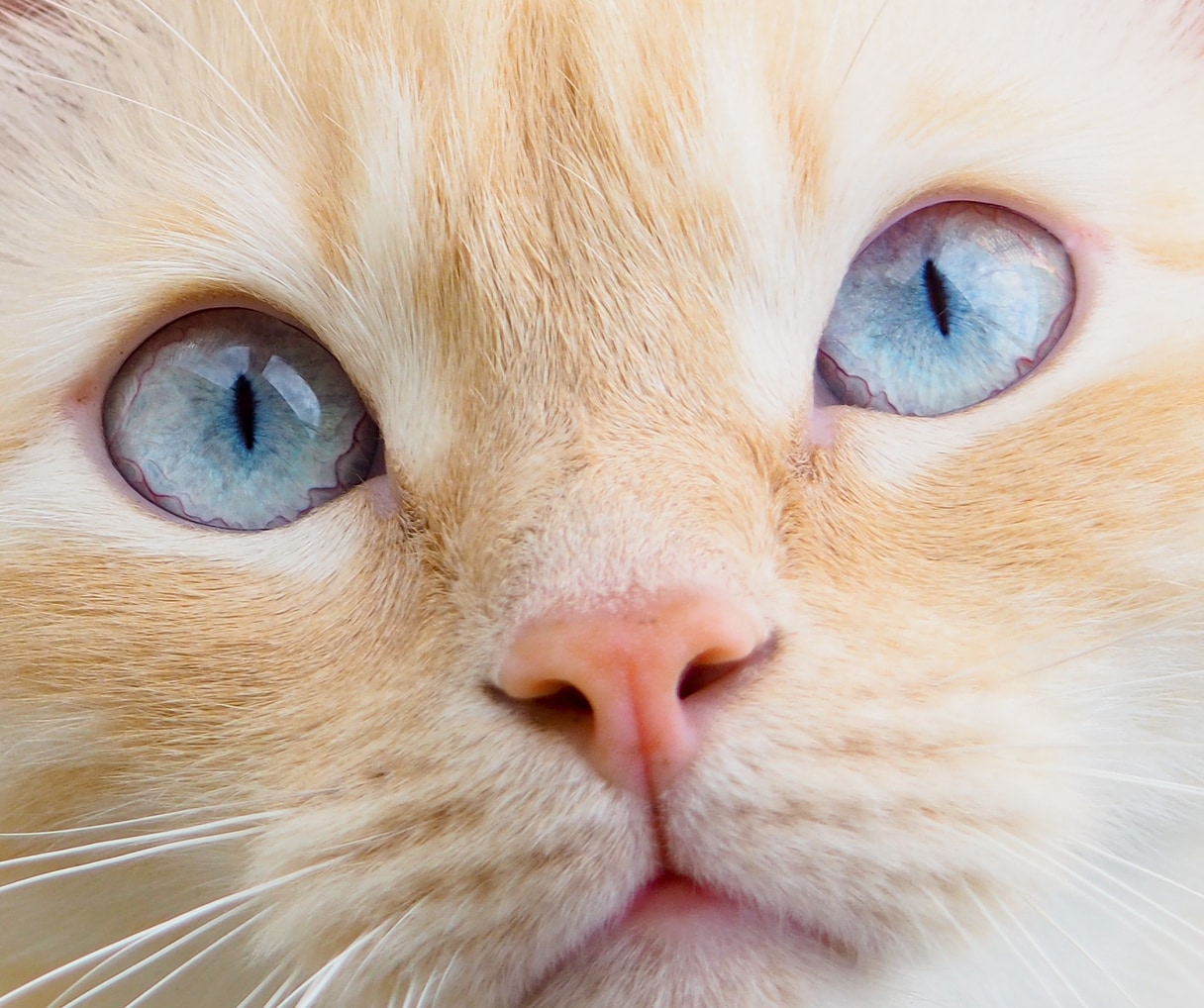 ginger cat with blue eyes close up