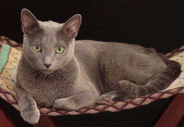 Russian Blue Cat: Facts and Personality Traits | Hill's Pet