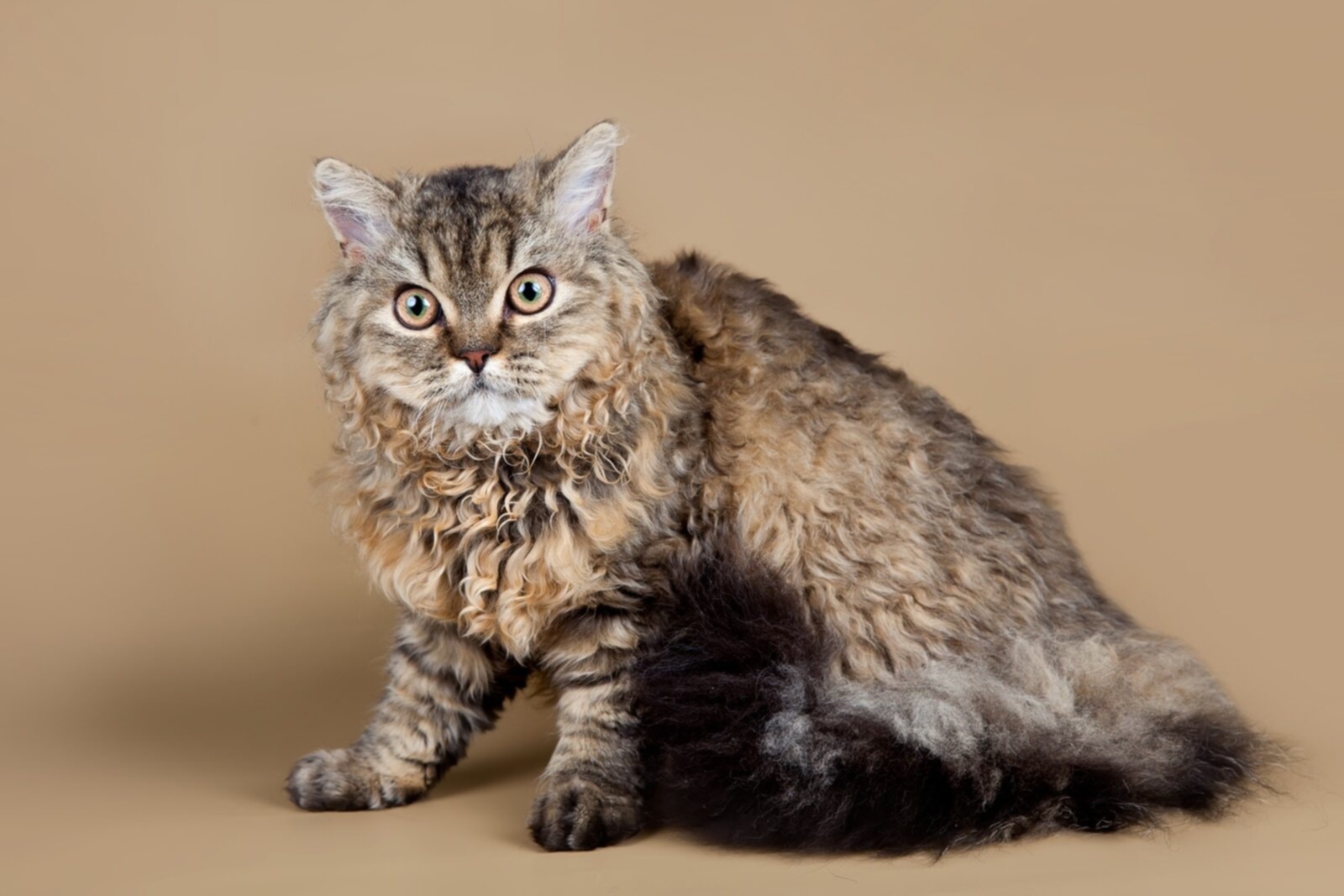 A Portrait of Selkirk Rex On Brown Background