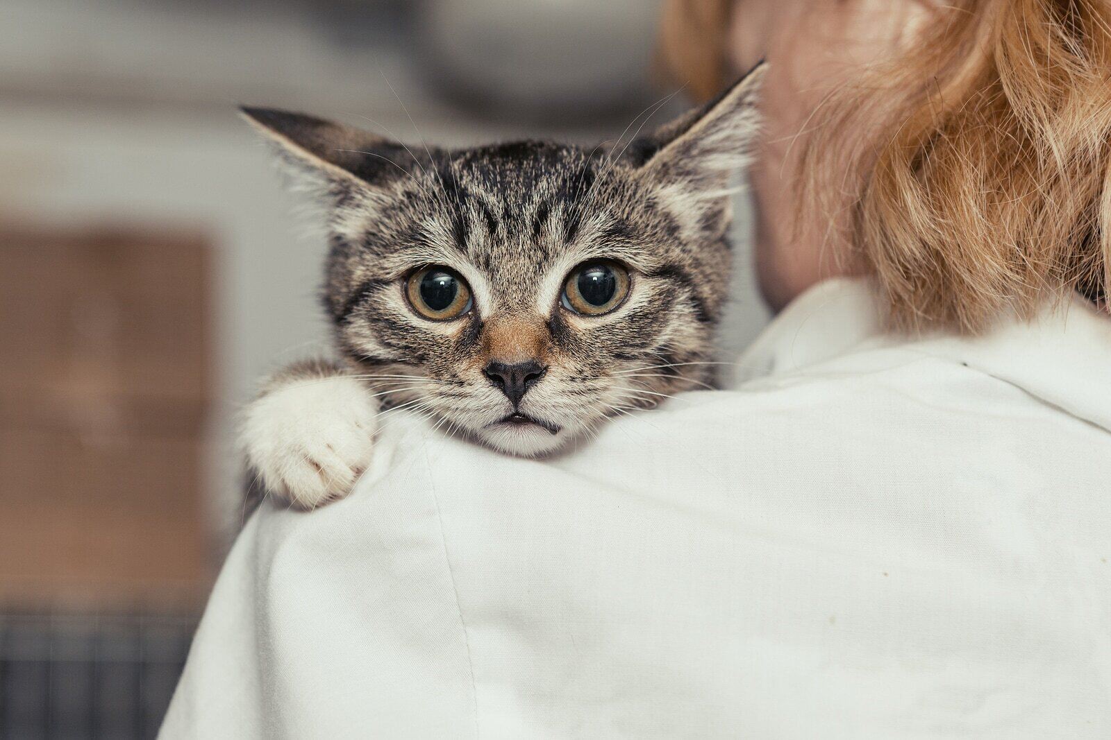 Is Adopting a Free Kitten a Good Idea   Hill's Pet