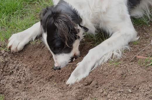 Black and white dog eats dirt.