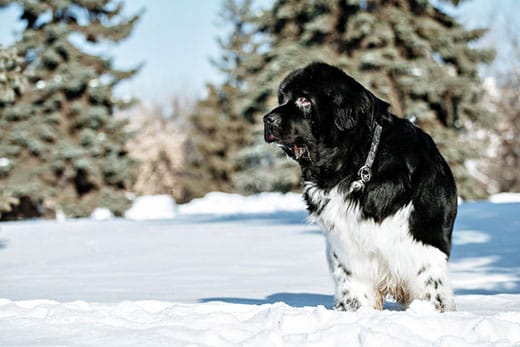 The 10 Best Dog Breeds For Cold Weather, What Dog Breeds Need Coats In Winter Taiwanese