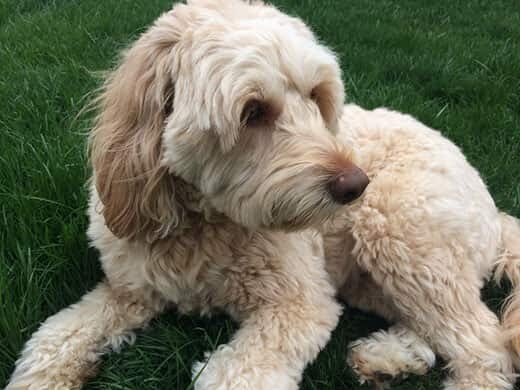 Goldendoodle dog laying in the grass.