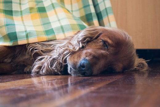 What Are The Best Floors For Dogs, Can Dogs Be Allergic To Hardwood Floors