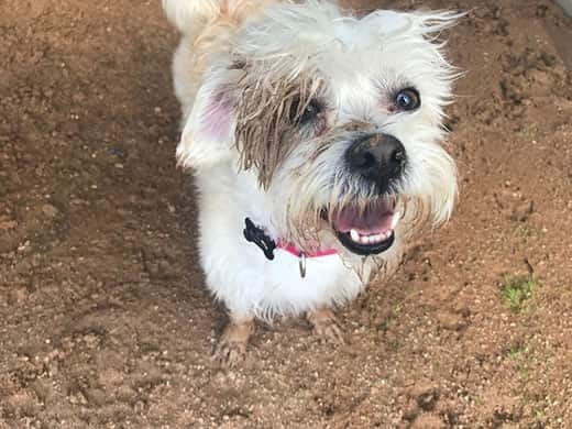Scruffy white terrier covered in dirt looking up smiling.