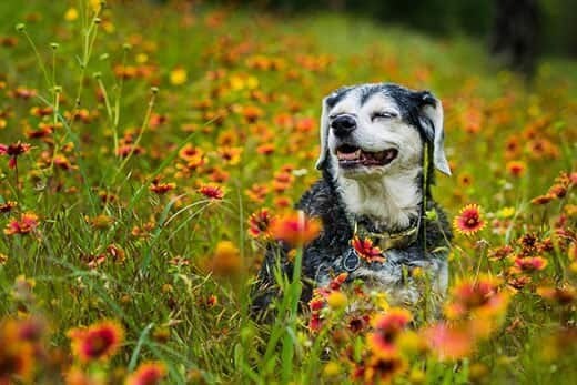 Senior dog sitting in wildflowers
