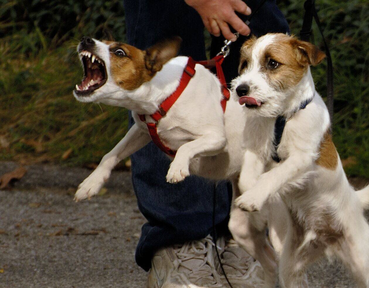 Jack Russell Terrier on a harness baring teeth next to another dog, while owner holds both back.