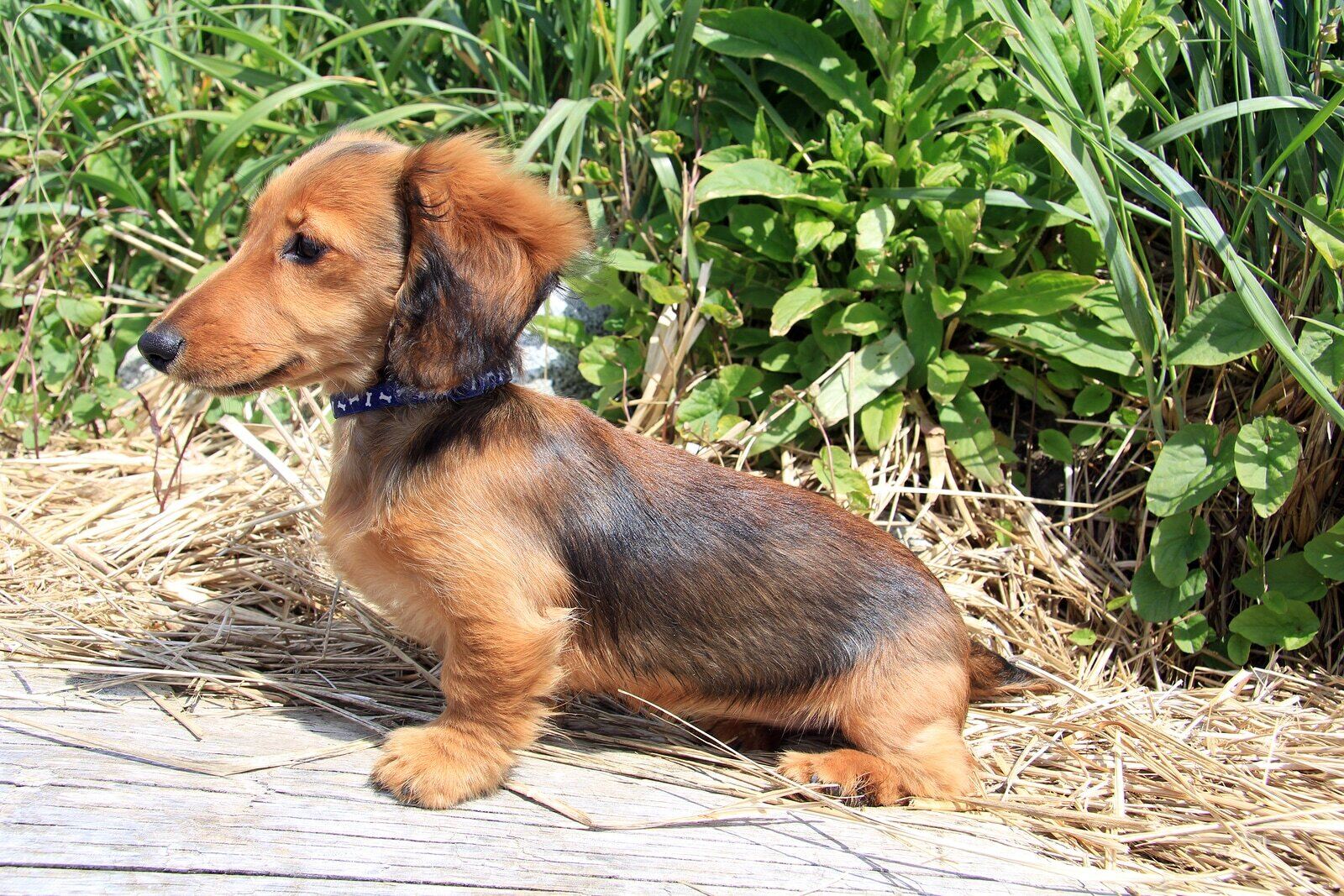 longhair dachshund puppy outside