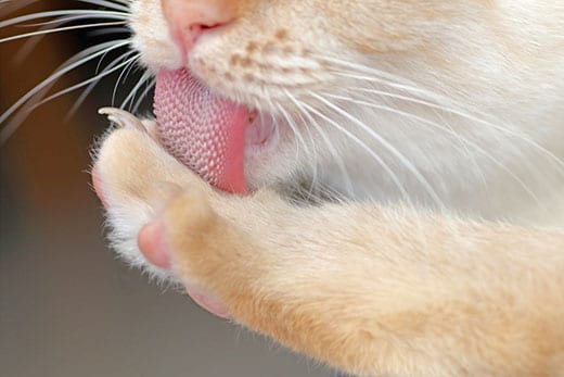 Ginger cat cleaning paw with tongue revealing the rough texture of the tongue.