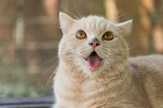 Cream-colored tabby cat with orange eyes sticking out their tongue 