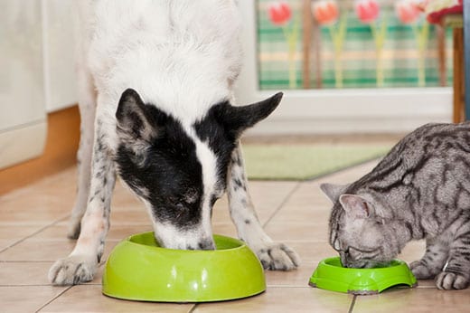 dog and cat are fed side by side in the kitchen 792758