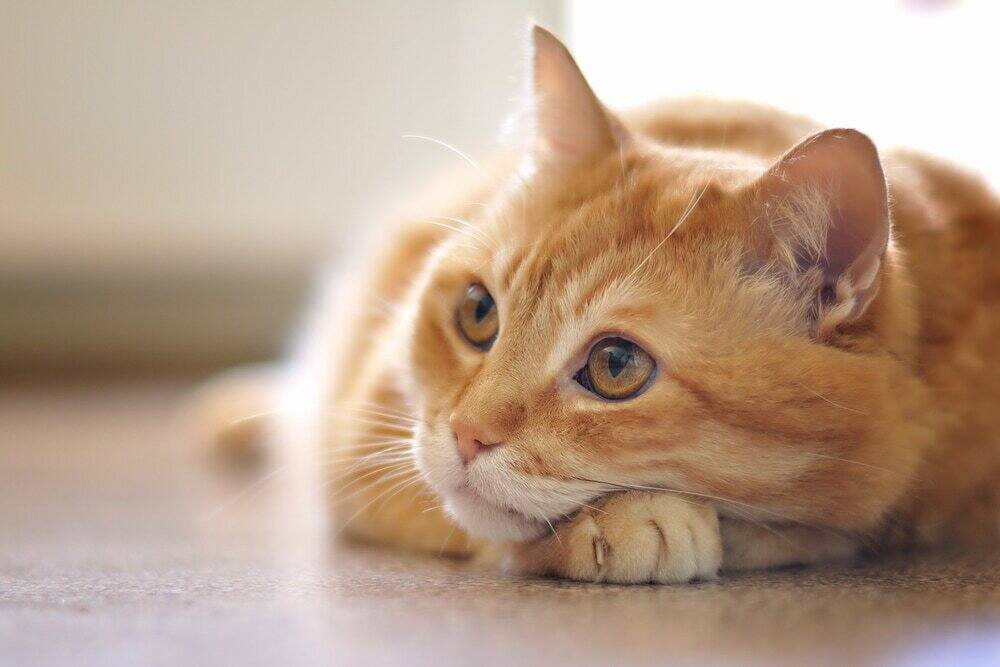 orange cat lying on floor sw 717500