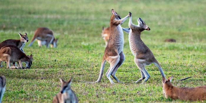 kangaroos boxing