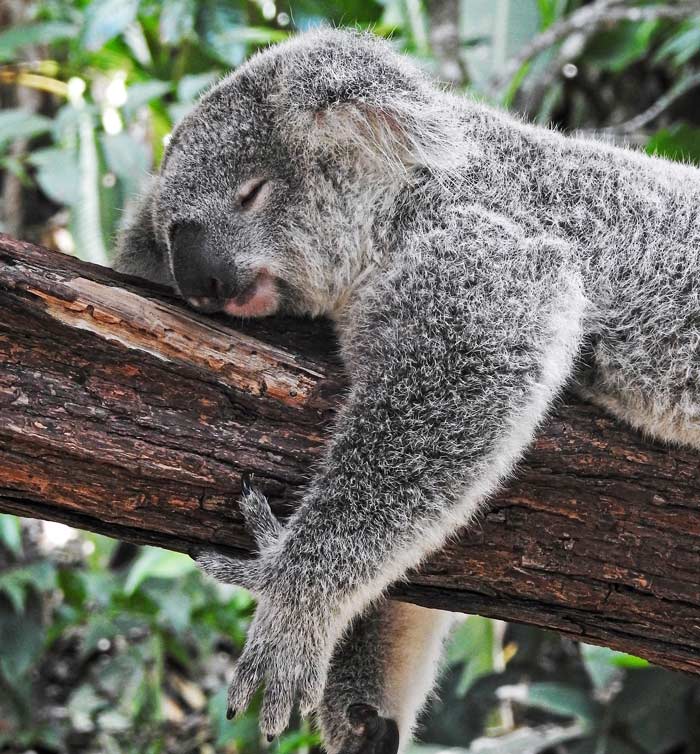 koala sleeping in tree