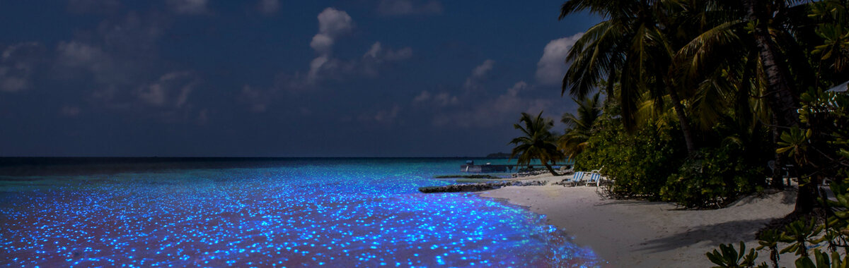 Header image of a bioluminescent ocean washing up a tropical beach, known as a blue tide