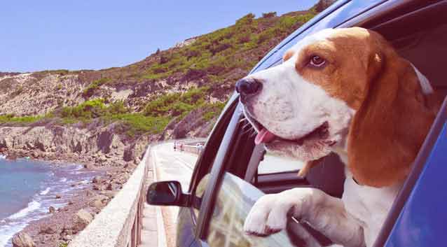 Top 10 Dog-Friendly Vacations Around the World