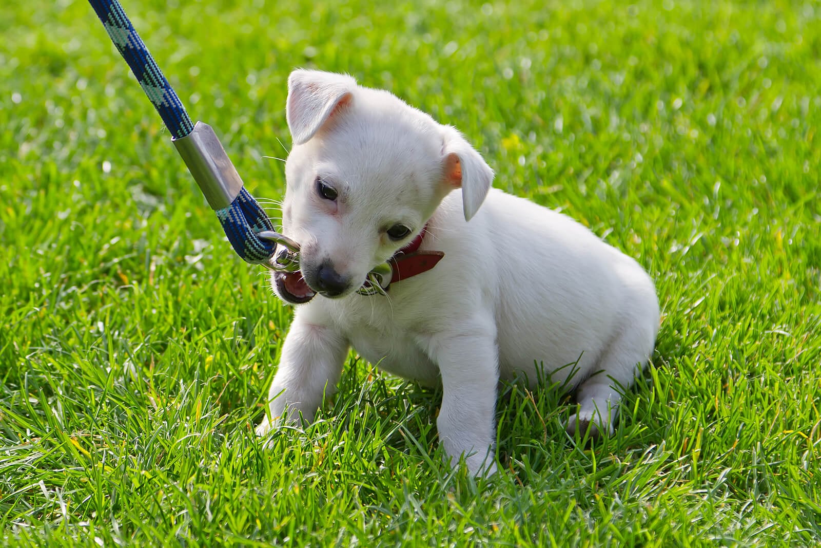 white puppy on leash