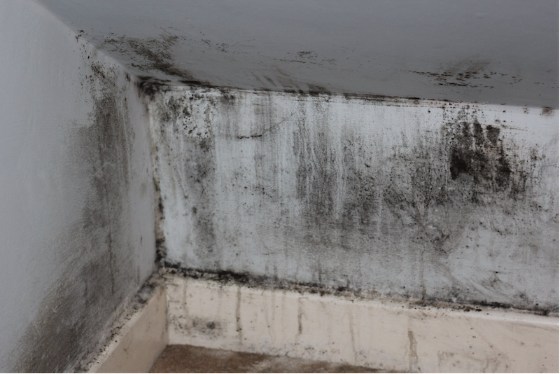 mold remediation companies
