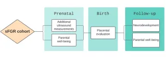 graphic of sFGR cohort starting at prenatal to birth to follow-up