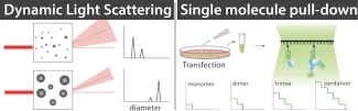 two boxes illustrating Dynamic Light scattering and Single molecule pull-down