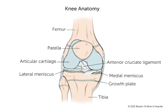 Three bones serve as the foundation of the knee (femur, tibia, patella), which is surrounded by a number of ligaments.