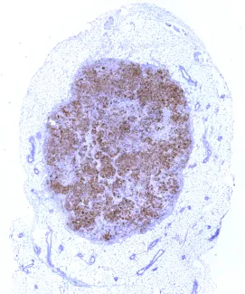 cell image