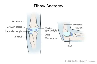 The upper arm bone (humerus) and lower arm bones (ulna and radius) meet at the elbow joint.