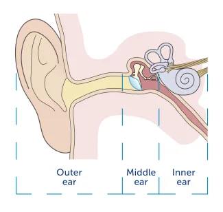 an illustration of the outer ear, middle ear, and inner ear