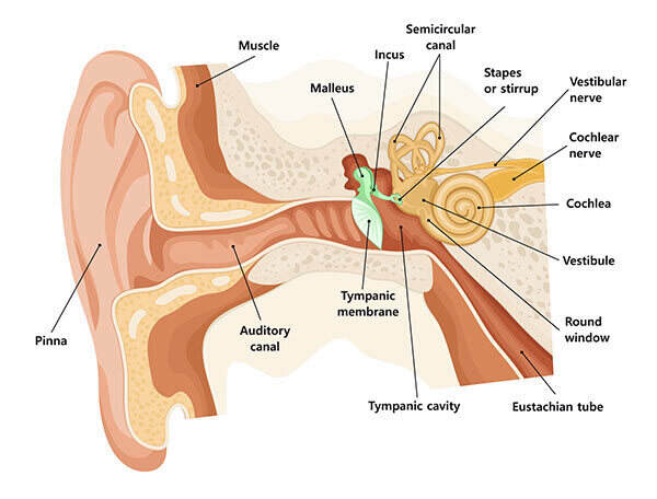 Ear Nose Throat Care In Charlotte Nc Sc