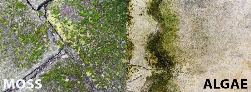 Moss-Algae  Bioadvanced