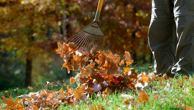 Put Fall Leaves To Work In The Garden, How To Add Leaves Garden Soil