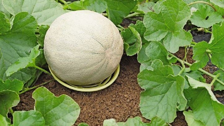 Avoid Ground Rot GardenAce Plant Melon Supports Cages Cradles Trellis for Watermelon Pumpkins Strawberries Reusable Cantaloupe Melon Support Blue 10 Pack