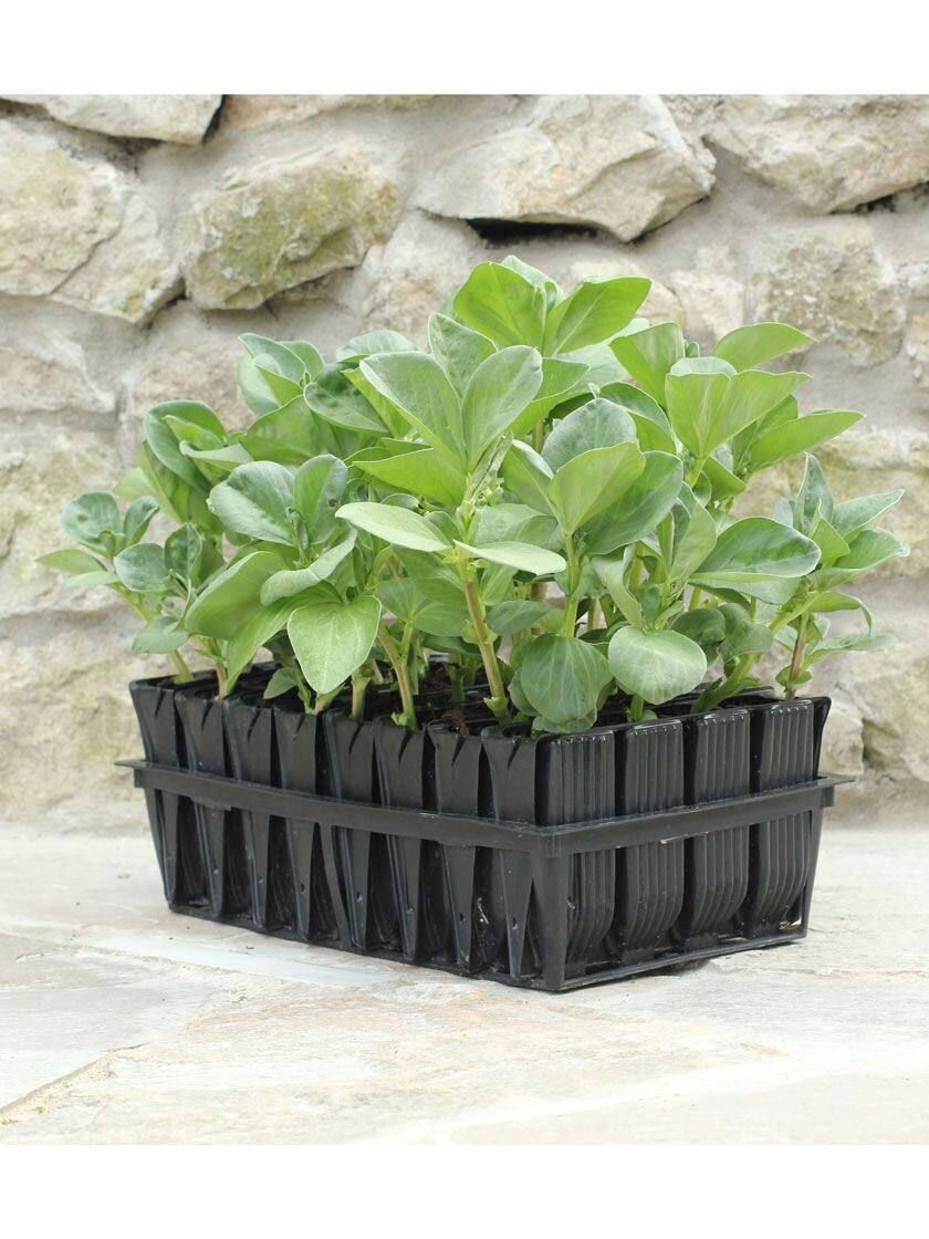 10 x 60 Cell Deep Rootrainers Plug Plant Seed Tray Root trainers Extra Large 