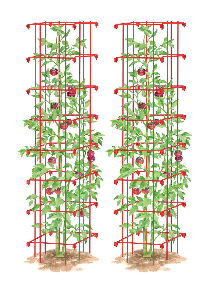 Tomato Towers, Set of 2